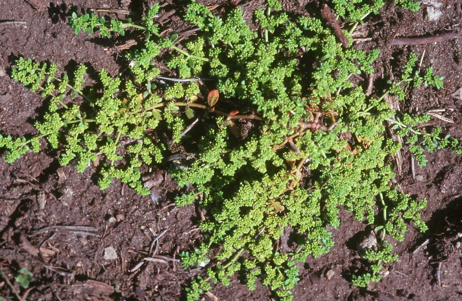 Другое название грыжника