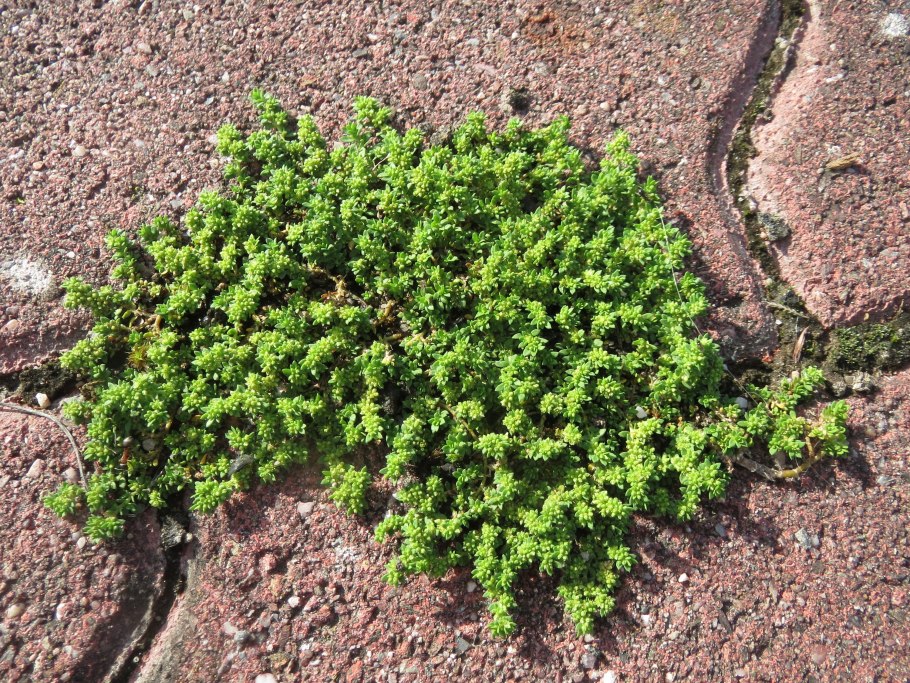 Грыжник (Herniaria)