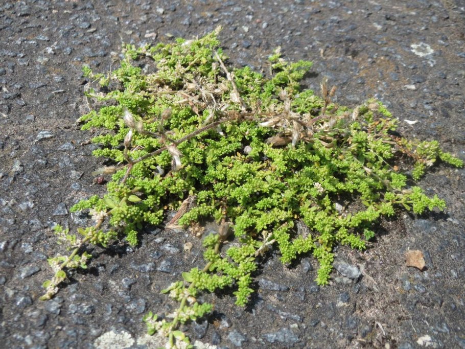 Грыжник седой