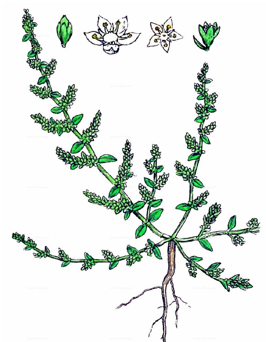 Круциата гладкая