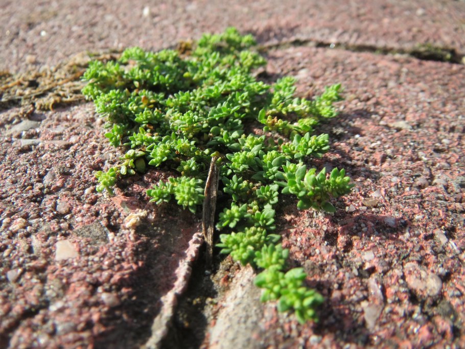Грыжник гладкий (Herniaria glabra)