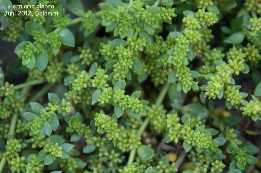 Трава Дубровка