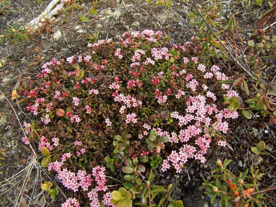 Loiseleuria procumbens