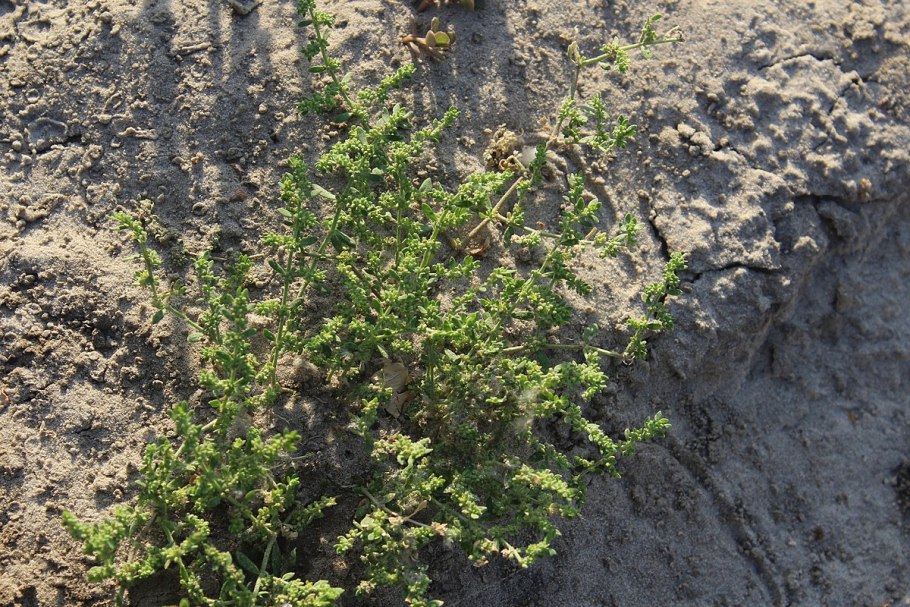 Грыжник гладкий (Herniaria glabra)