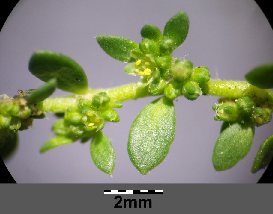 Грыжник седой