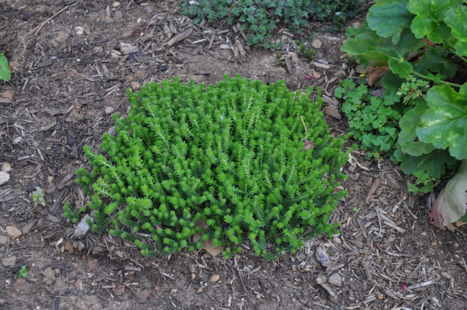 Ива ползучая грин карпет