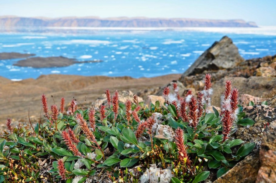 Растения тундры Полярная Ива