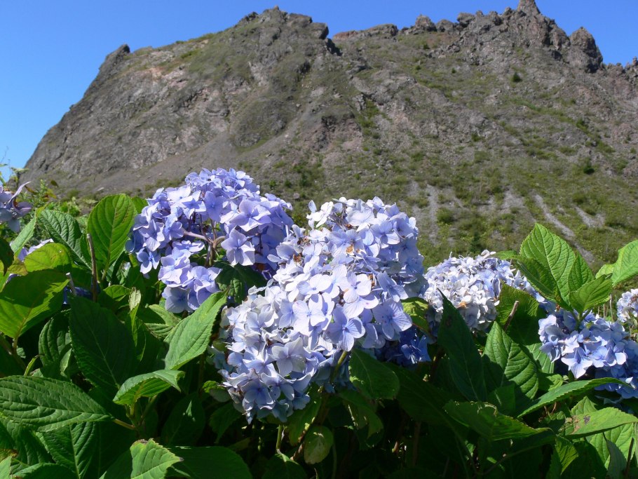 Рододендрон спирея