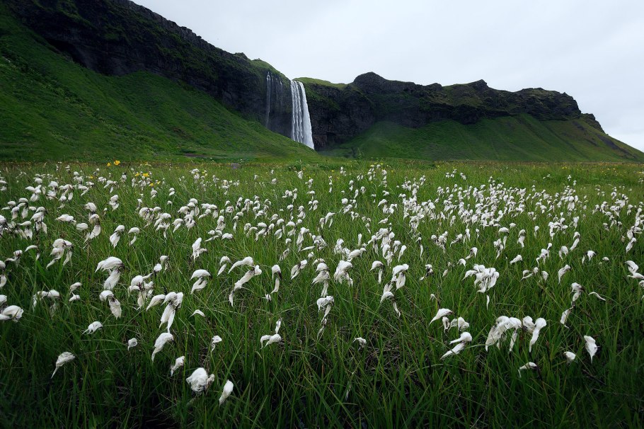 Поля пушицы в Исландии