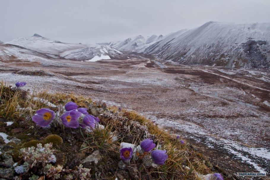Остров Врангеля Флора