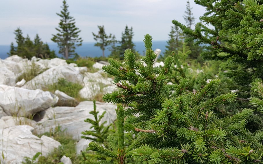 Байкальский заповедник пихта