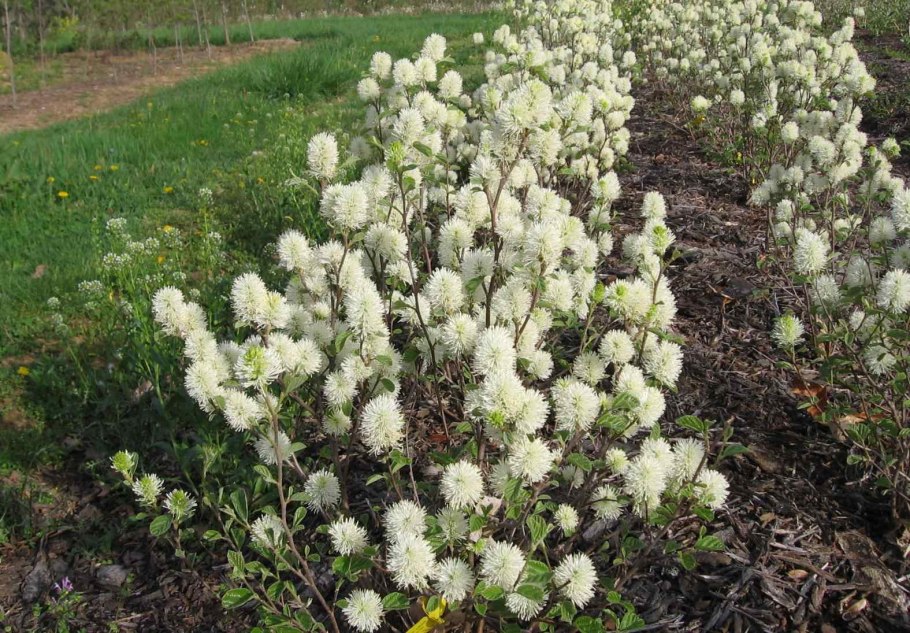 Fothergilla gardenii ‘Suzanne’