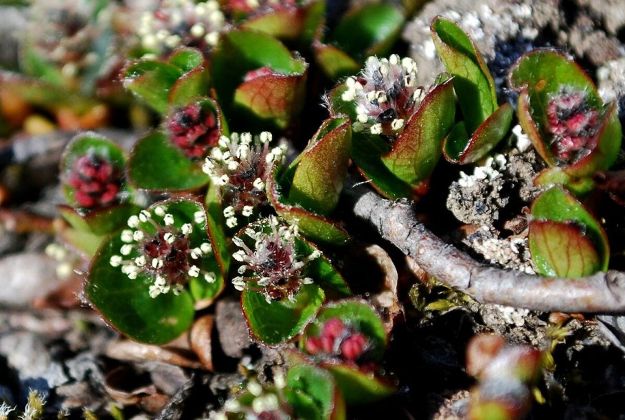 Полярная Ива на земле Франца Иосифа