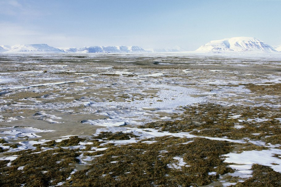 Ледяная тундра