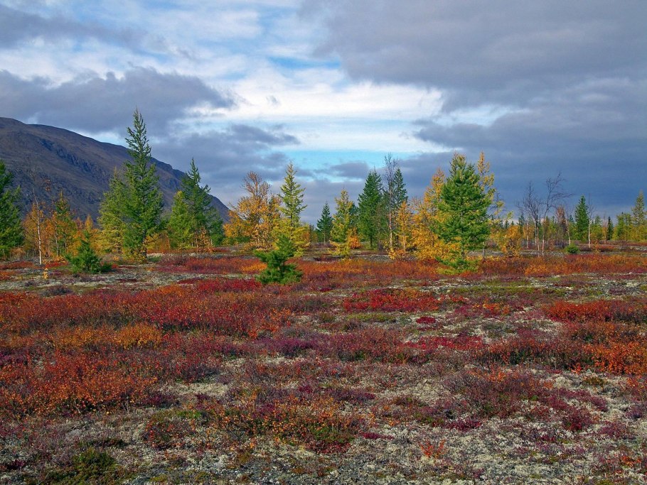 Тундра Ненецкий автономный округ