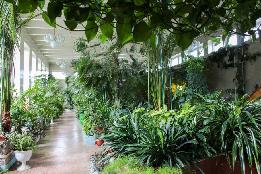 Растительный мир будущего растение