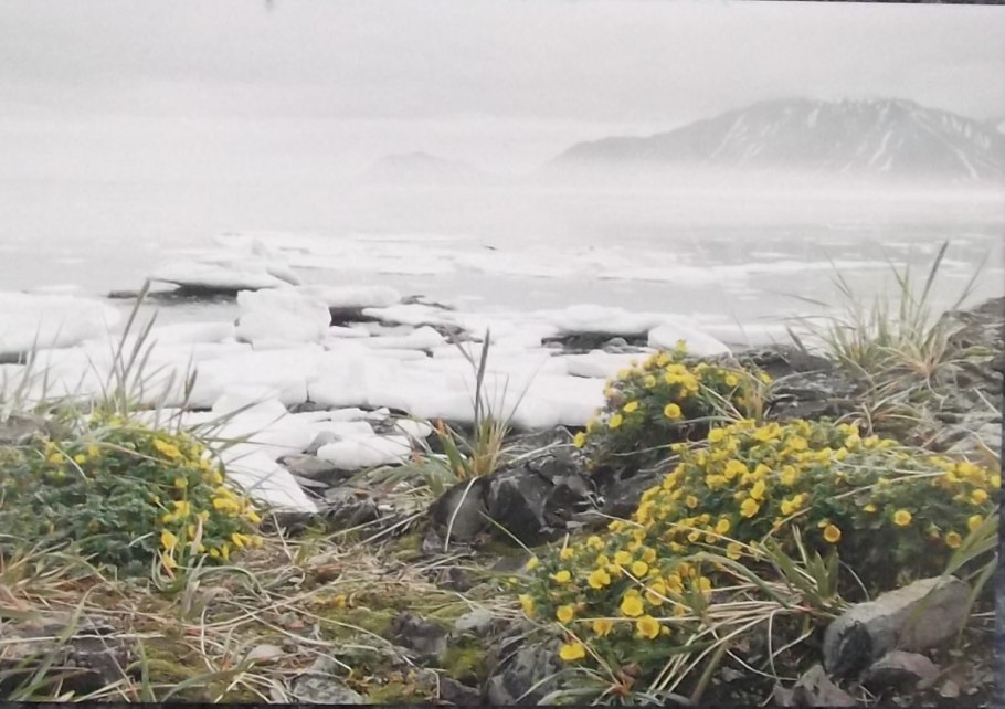 Вымерзание озимых