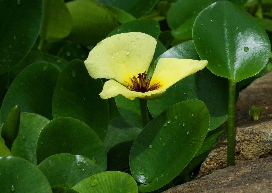 Гидроклейс кувшинковидный