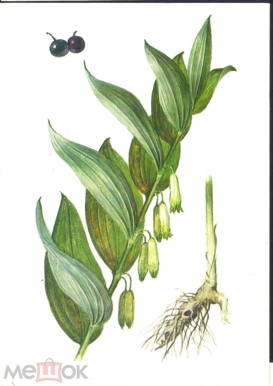 Ризофора растение