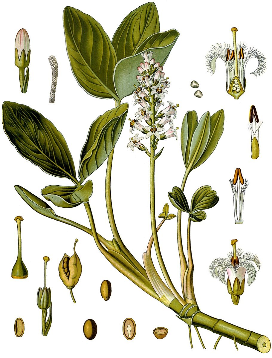 Alisma Plantago