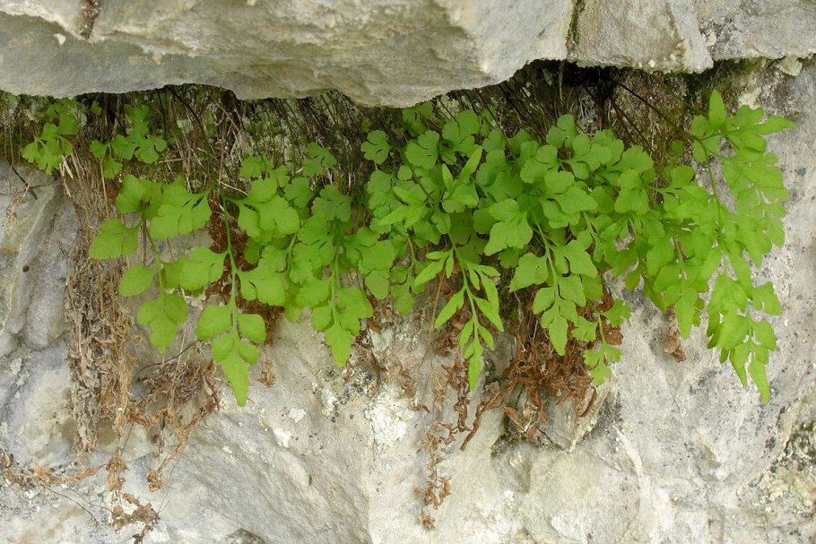 Теукринум. Scorodona crispa