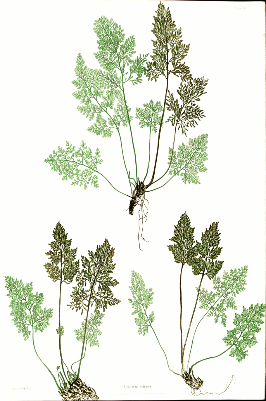 Пиретрум Tanacetum Garden Treasure