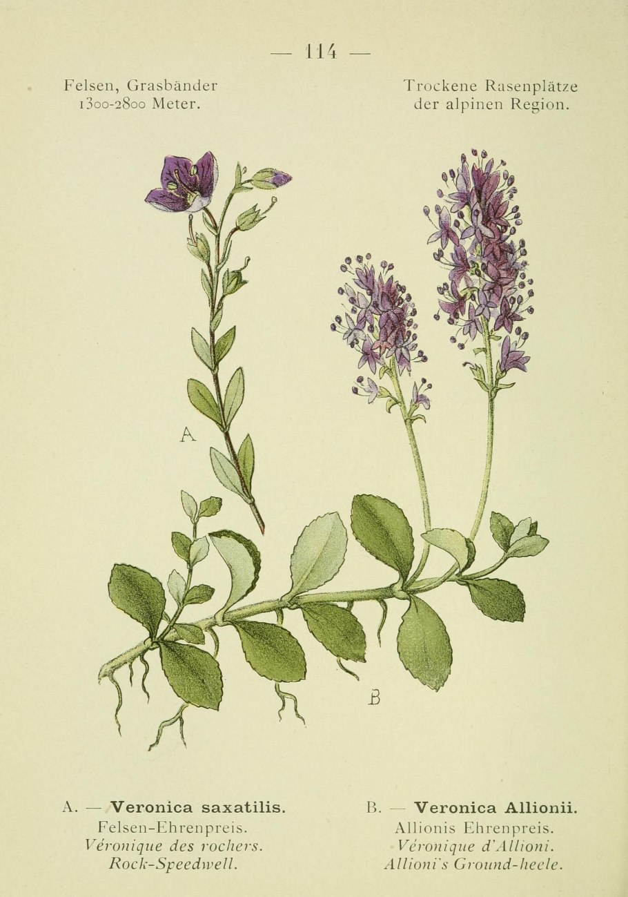 Вероника aphylla