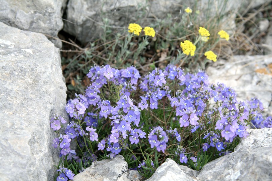 Вероника лекарственная - Veronica officinalis l.