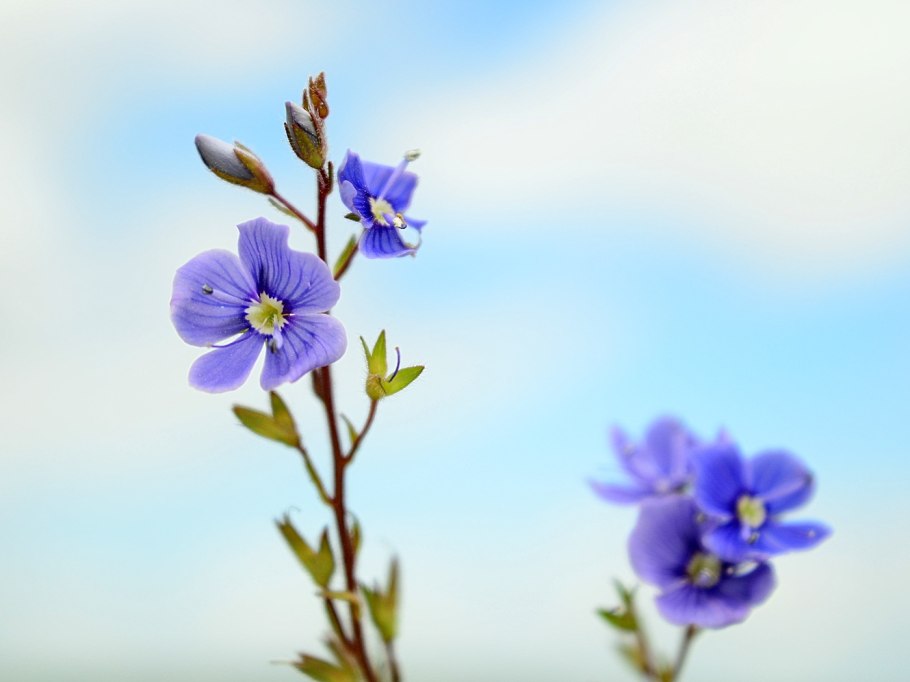 Вероника Репенс растение