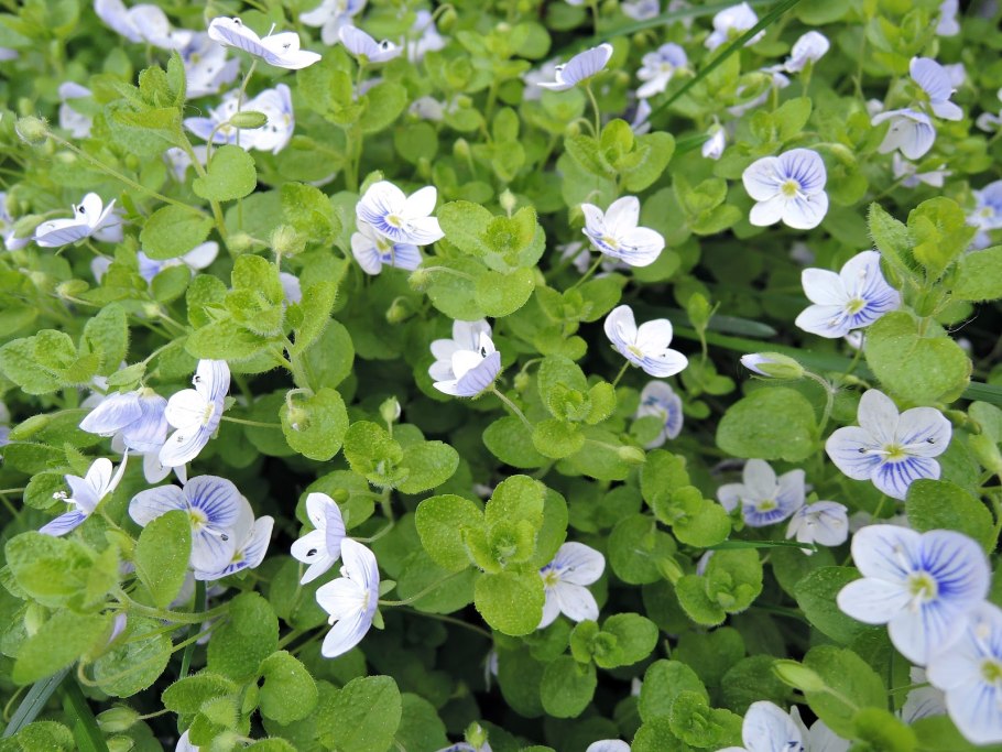 Veronica macrostemon