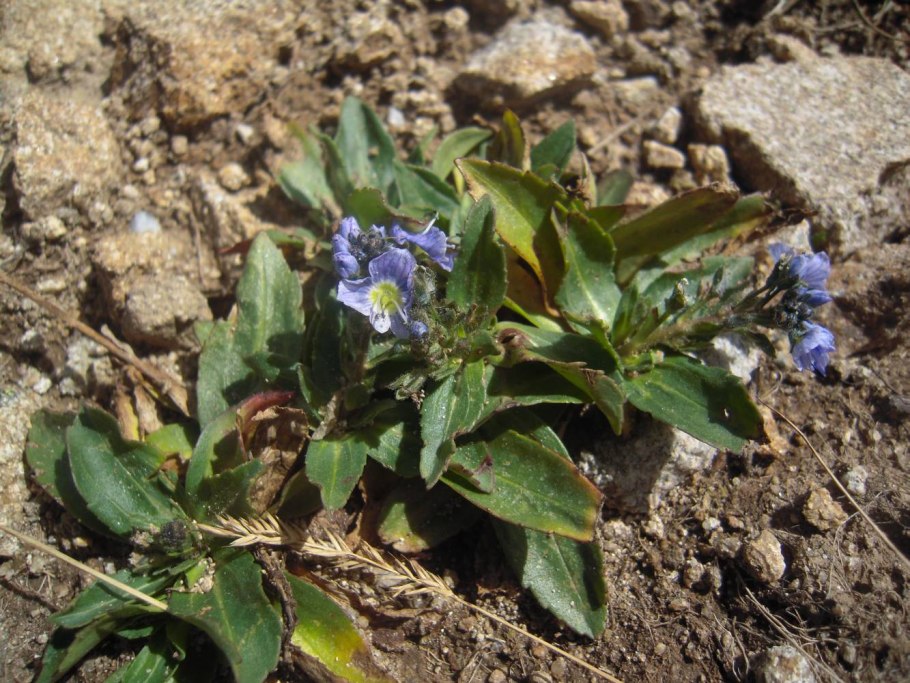 Растения эндемики горы Фишт