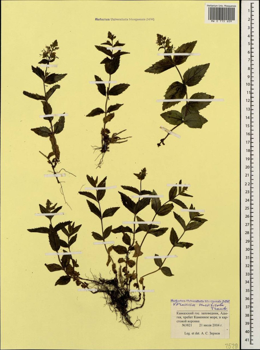 Вероника Аллиони