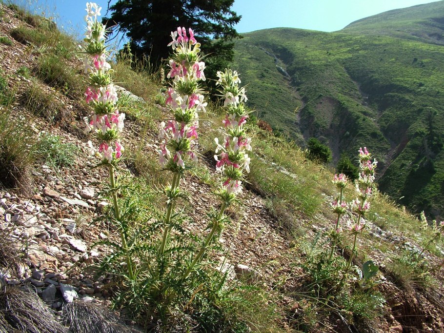 Вероника большая