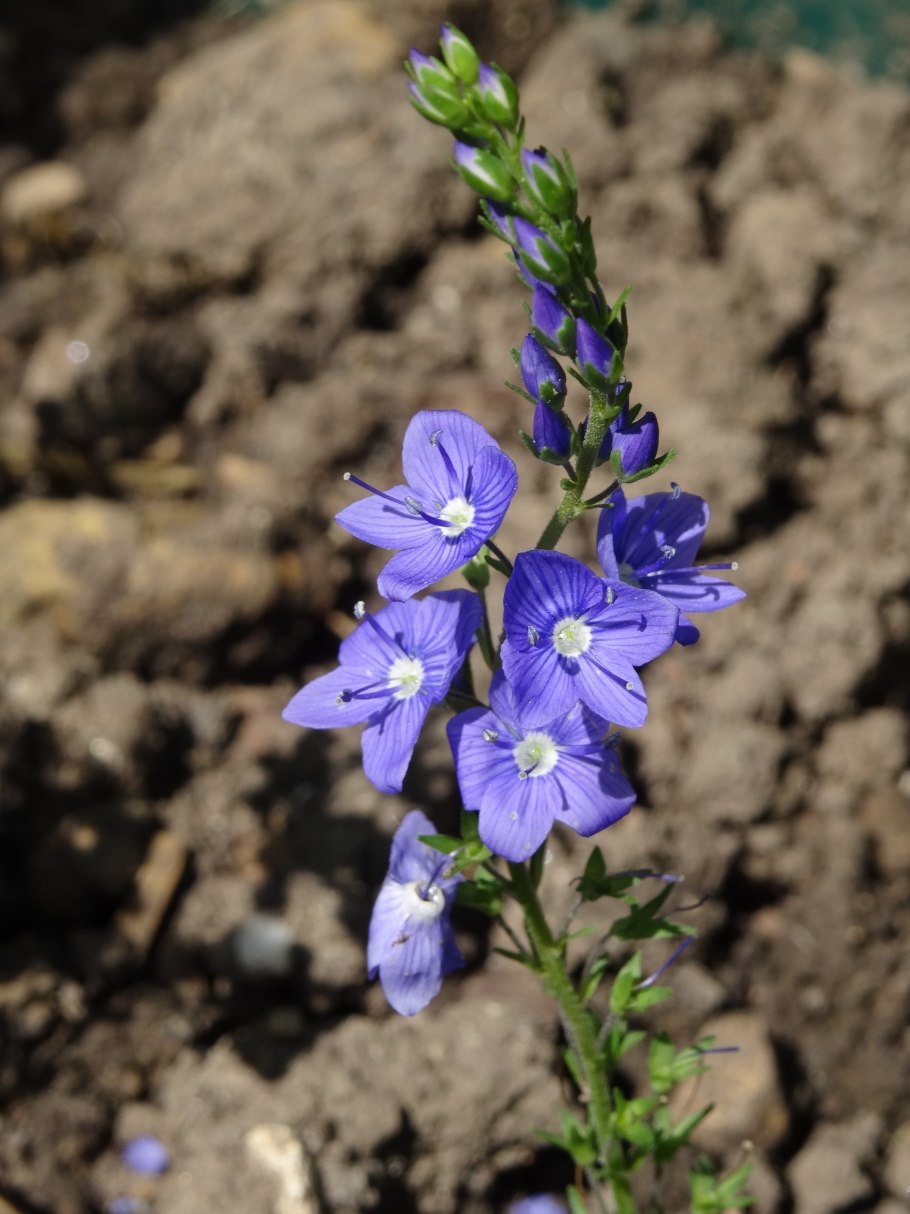 Вероника цветок фото дикорастущая