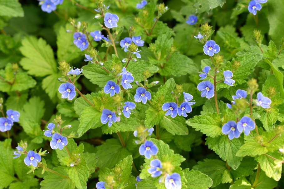 Вероника простертая Mrs.Holt