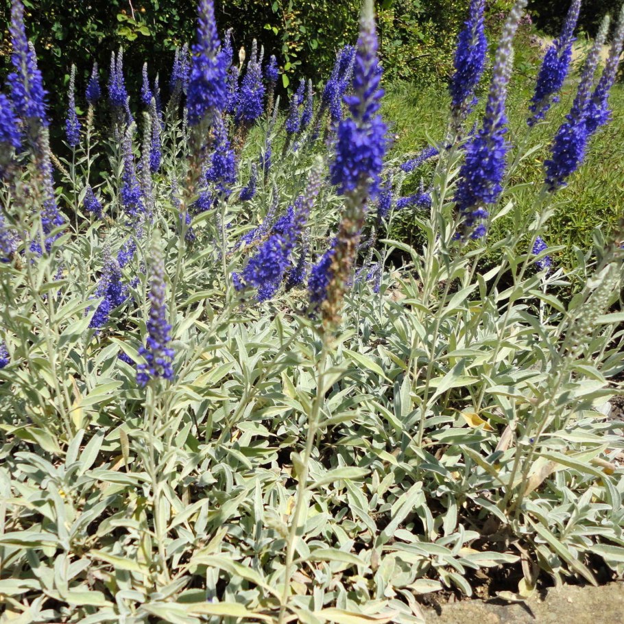 Вероника Кавказская