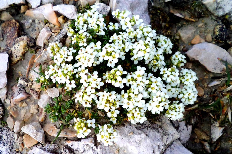 Вероника цветение голубыми цветочками фото