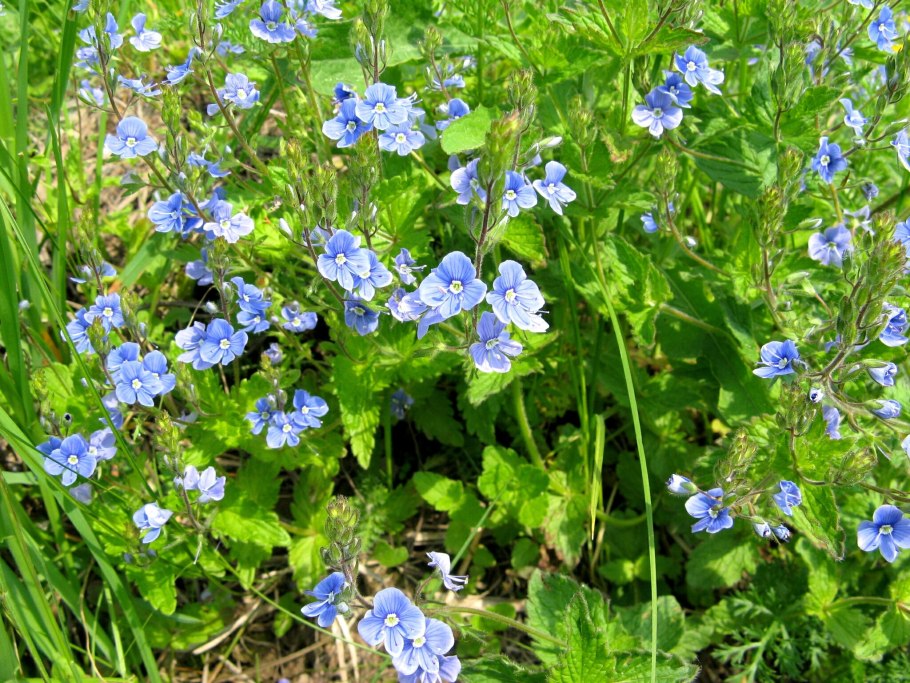 Вероника почвопокровная