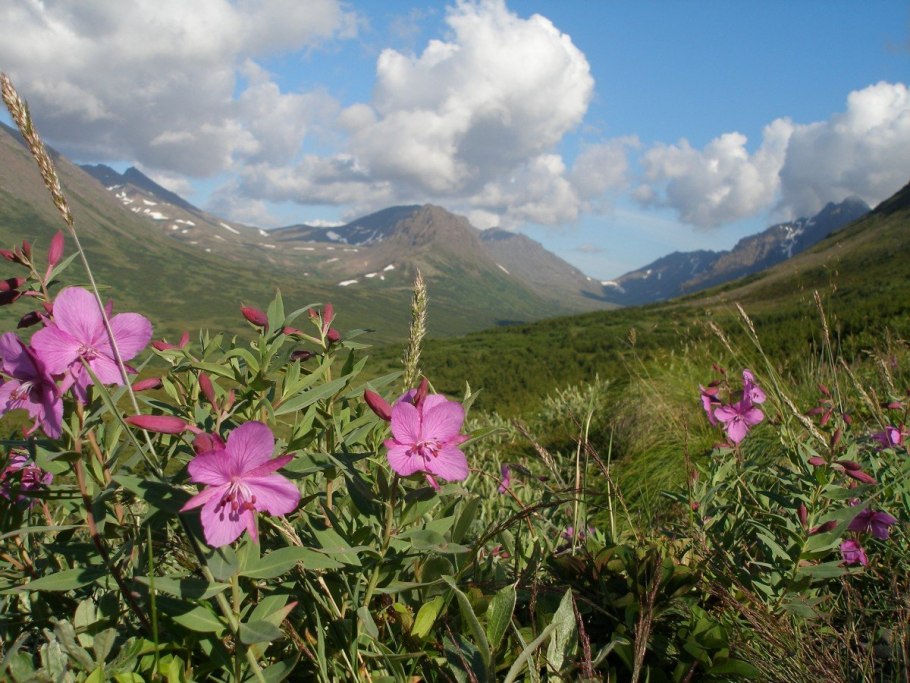 Вероника ненастоящая Ботаническая иллюстрация