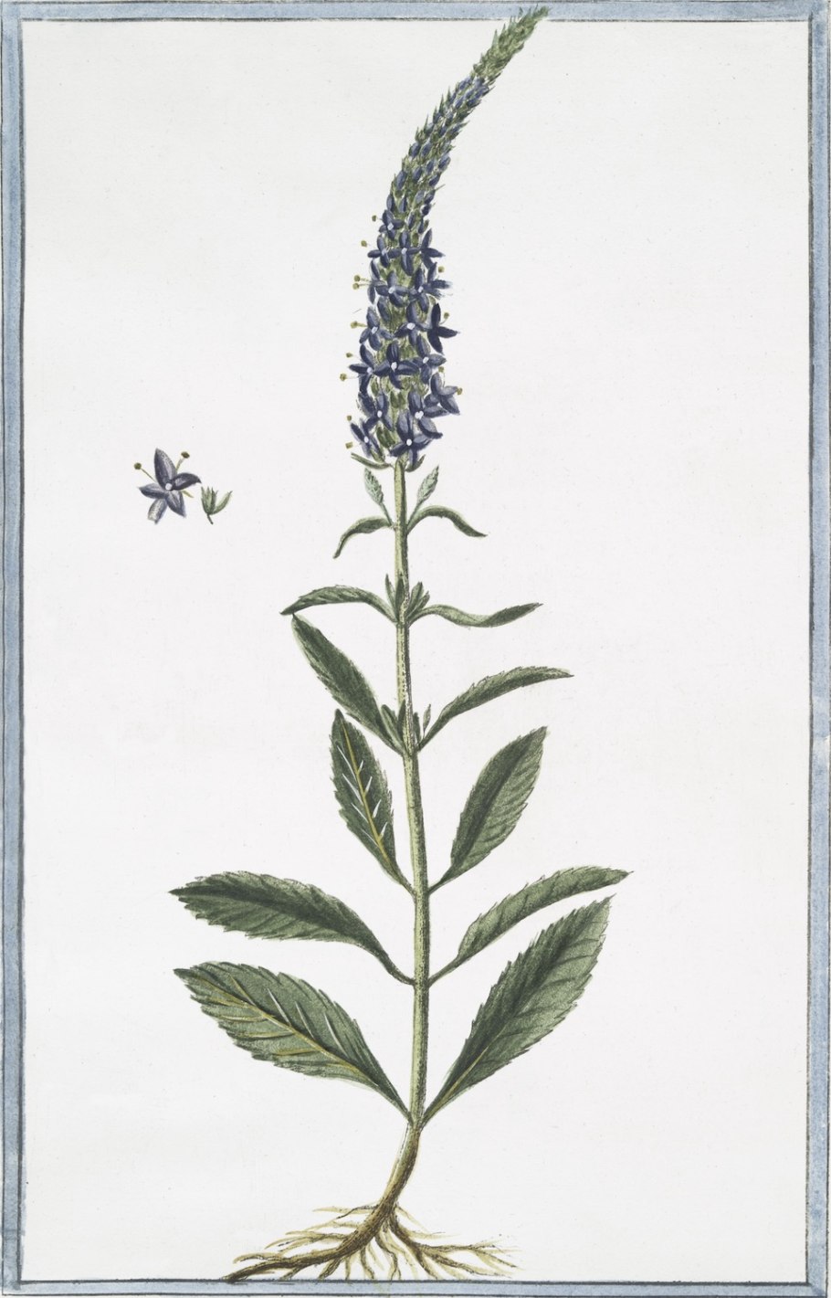 Вероника дикорастущая