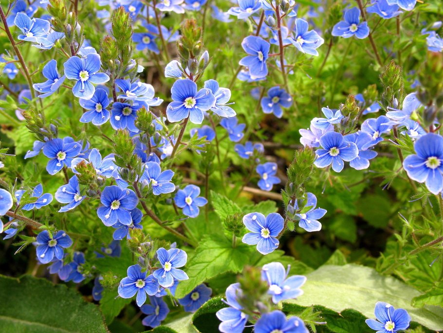 Вероника растение