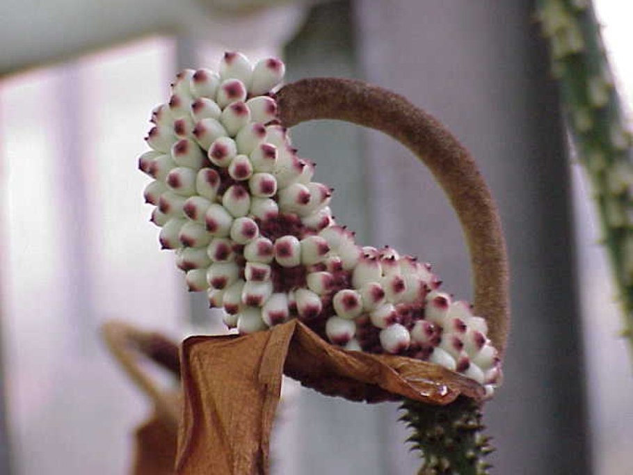 Анхоманес гигантский