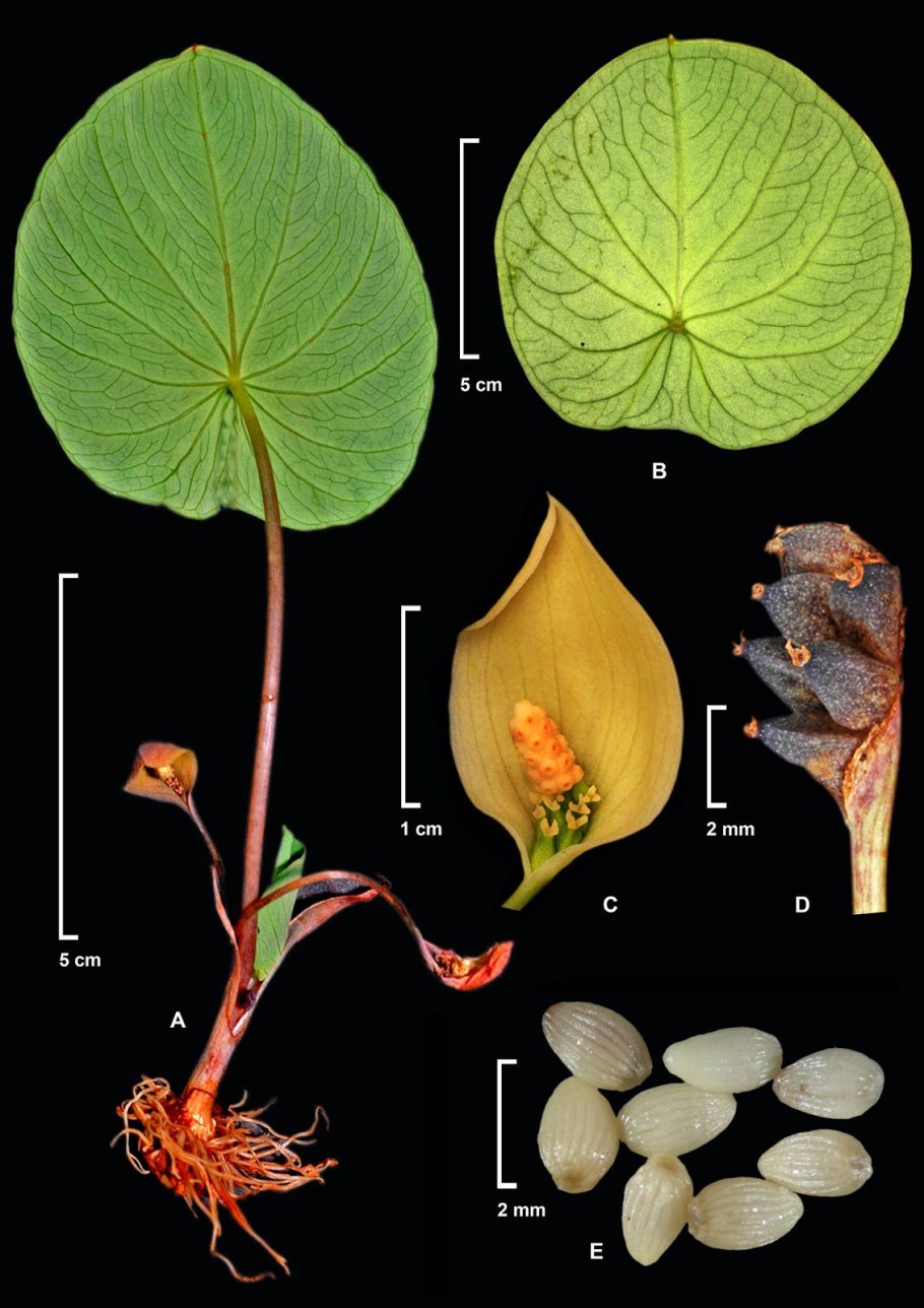 Анхоманес этимология