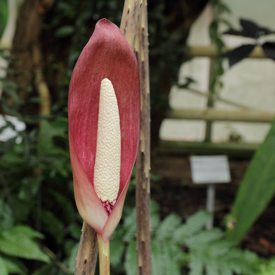 Ornithochilus difformis