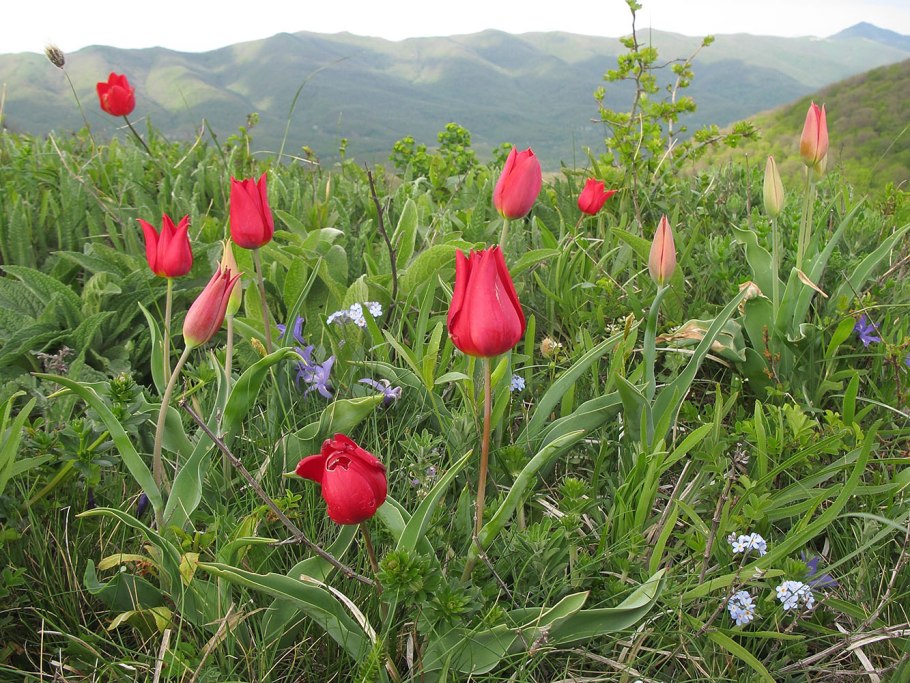 Алтайский тюльпан Плантариум