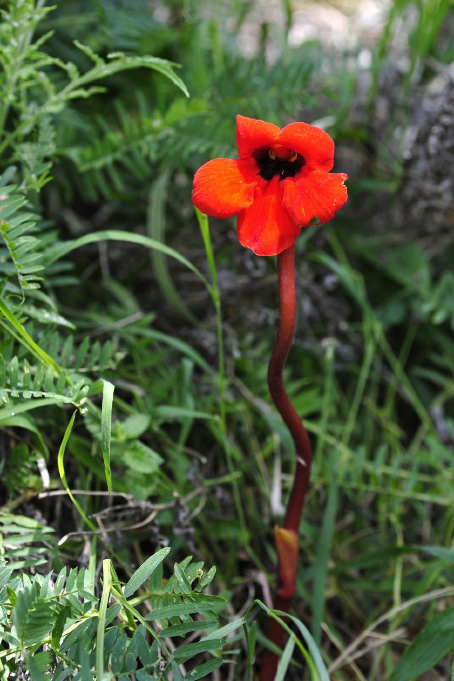 Шафран прекрасный Crocus speciosus