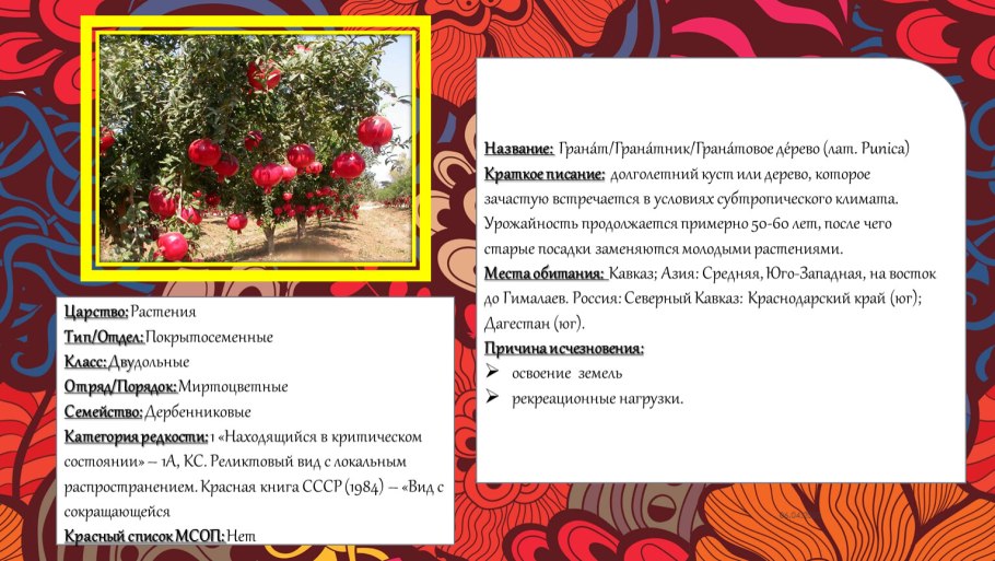 Морозник первоцвет