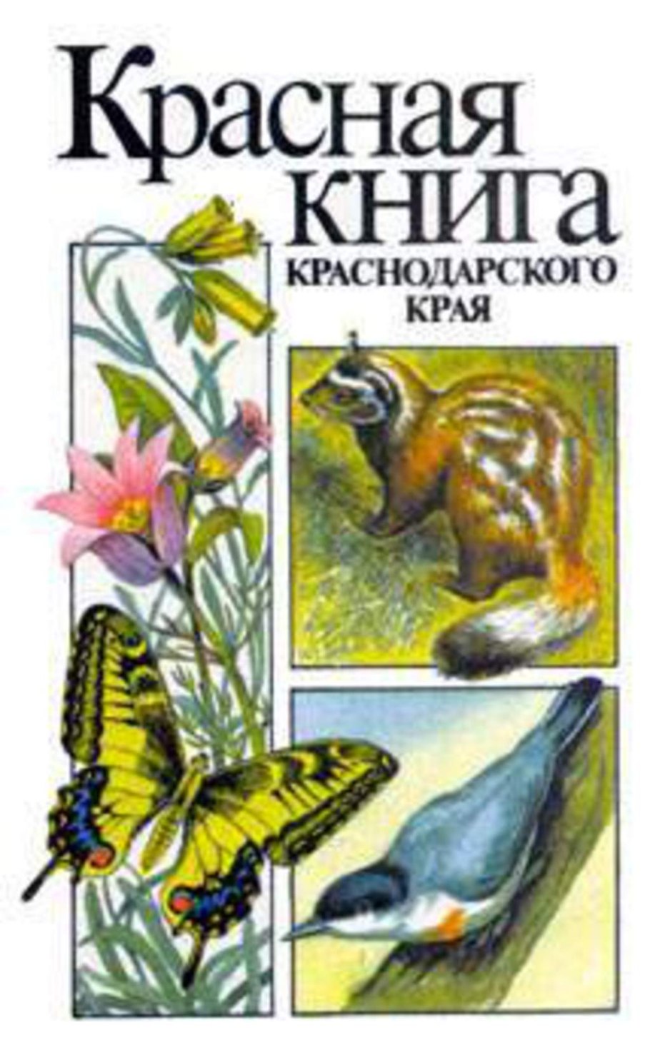 Пион кавказский