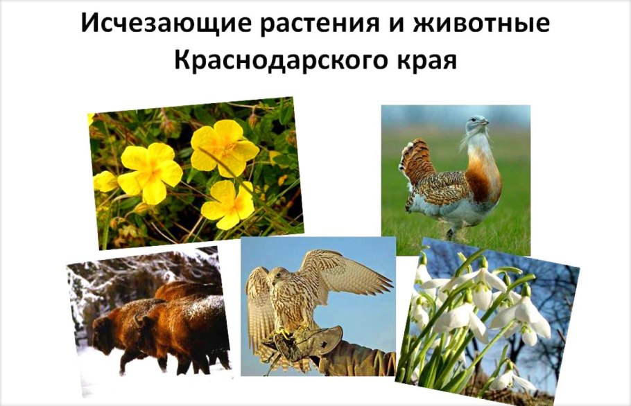 Вымирающие животные Краснодарского края