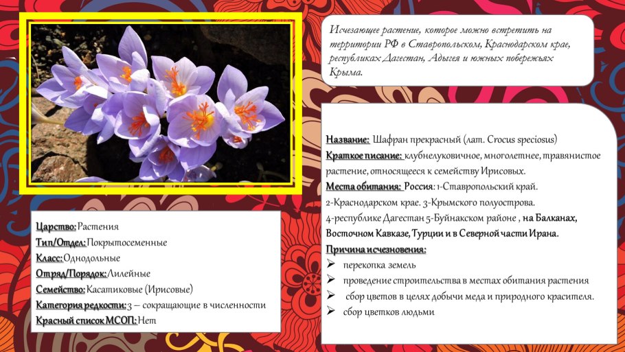 Растения Краснодарского края